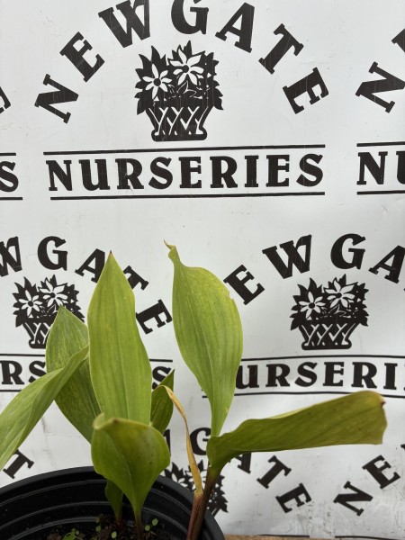 Convallaria majalis 1L - Image 3