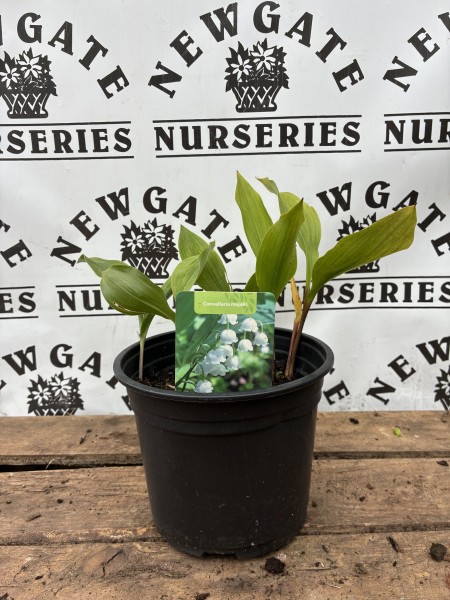 Convallaria majalis 1L