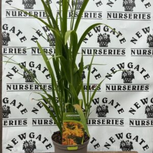 Crocosmia George Davidson