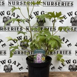 Delphinium Magic Fountains Deep Rose White Bee c3