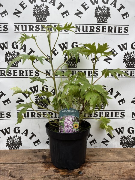 Delphinium Magic Fountains Deep Rose White Bee