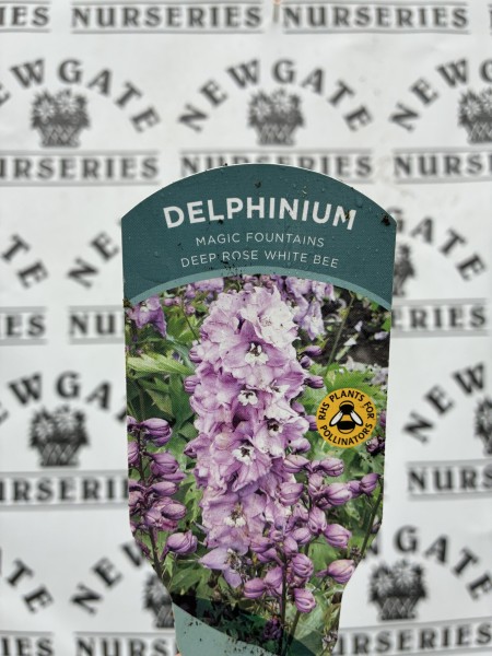 Delphinium Magic Fountains Deep Rose White Bee - Image 3