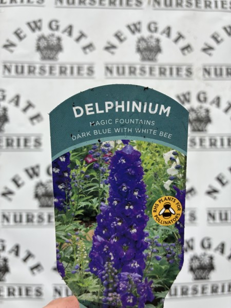 Delphinium Magic Fountains Dark Blue White Bee - Image 3