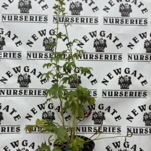 Delphinium Magic Fountains Pure White c3