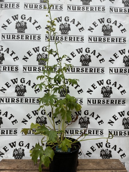 Delphinium Magic Fountains Pure White