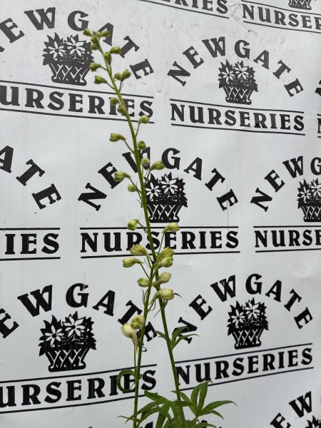 Delphinium Magic Fountains Pure White - Image 2