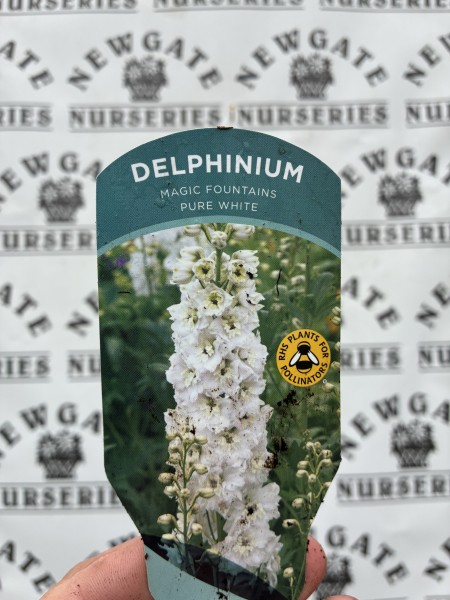 Delphinium Magic Fountains Pure White - Image 3