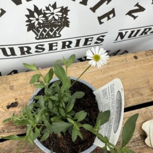 Erigeron Karvinskianus Sea Breeze