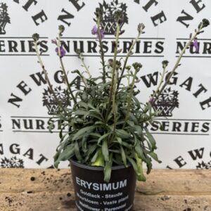 Erysimum Bowls Mauve