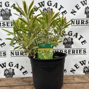 Euphorbia Ascot Rainbow