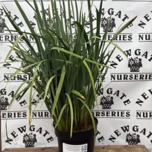 Hesperantha cocc.Simply Pink c3