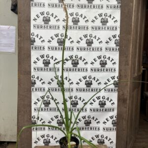 Kniphopia Alcazar
