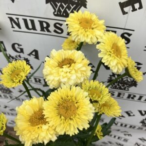 Leucanthemum MADONNA