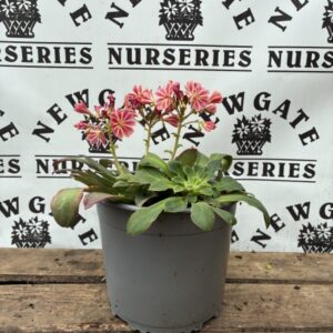 Lewisia Elise