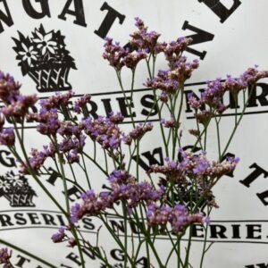 Limonium Dazzle Rocks