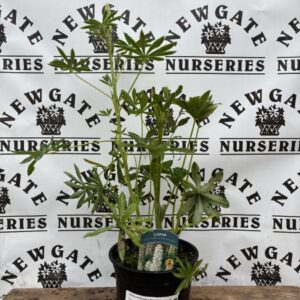 Lupin Gallery White Shades
