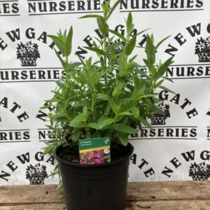 Lythrum sal Little Robert