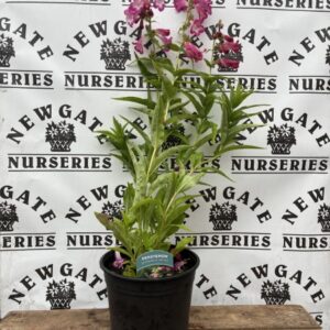 Penstemon Arabesque Violet