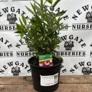 Penstemon Tubular bells Red