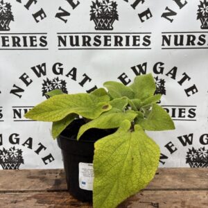 Phlomis russeliana