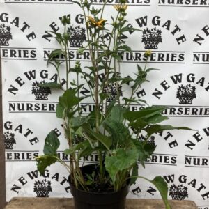 Rudbeckia City Garden c3