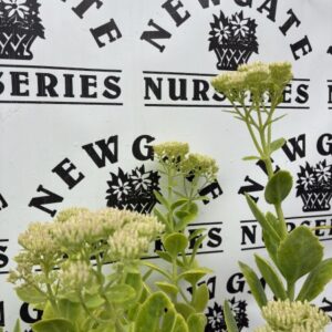 Sedum Autumn Joy c2