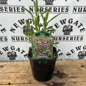 Verbena Lolli pop