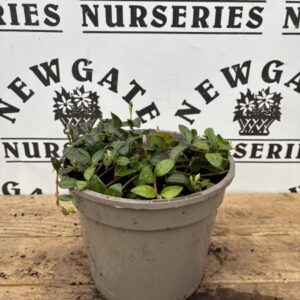 Vinca minor Atropurpurea C2