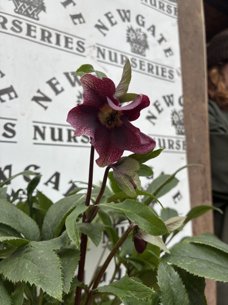 Helleborus Orientalis Victoria c2 - Image 2