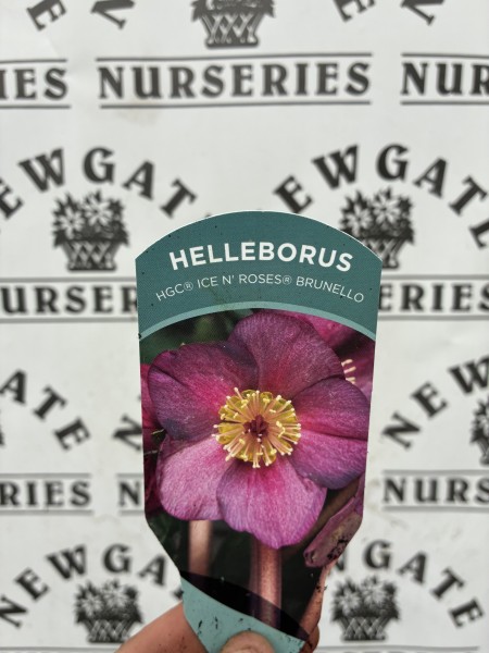 Helleborus Ice n' Rose Brunello - Image 2
