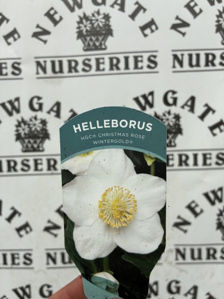 Helleborus WinterGold - Image 2