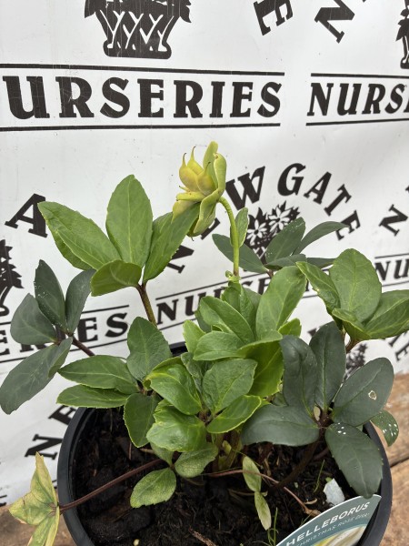 Helleborus Christmas Rose Diva - Image 3