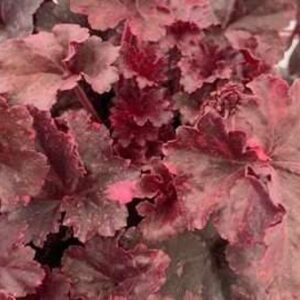 Heuchera Blondie