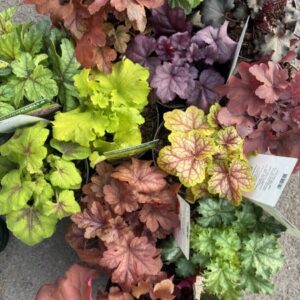 Heuchera Exclusive mix