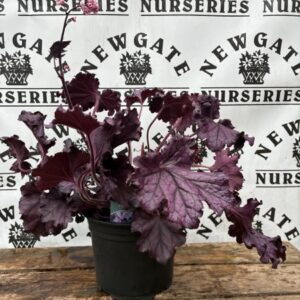 Heuchera Forever Purple