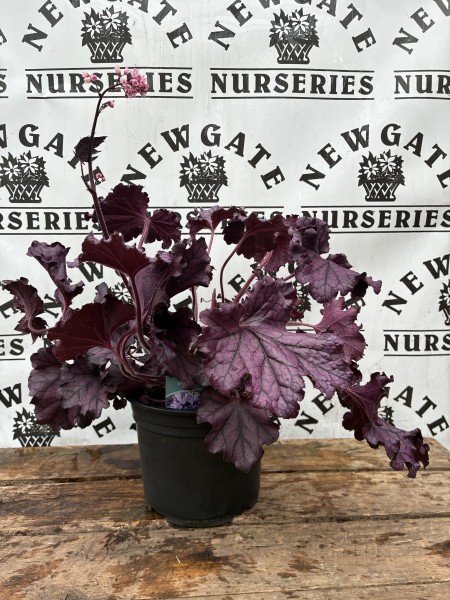 Heuchera Indian Summer C1