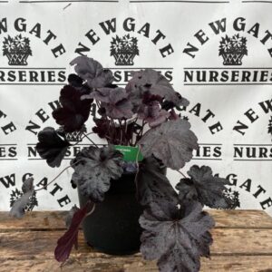 Heuchera Obsidian