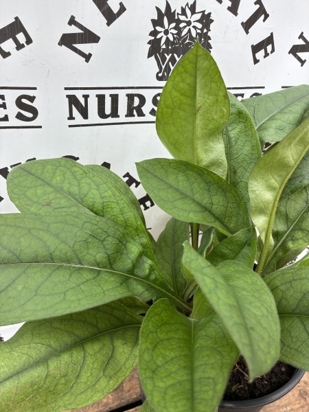 Pulmonaria Blue Ensign c2 - Image 2