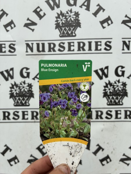 Pulmonaria Blue Ensign c2 - Image 3