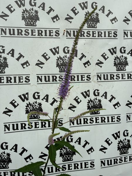 Veronicastrum Fascination c3 - Image 2