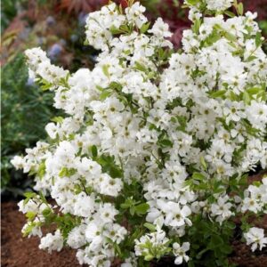Exochorda racemosa Blushing Pearl