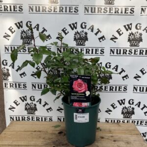 Rose Bush Floribunda Special Anniversary