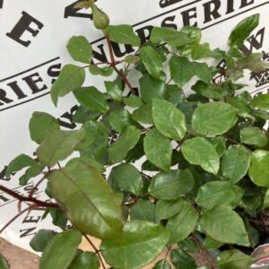 Rose Bush Hybrid-t Platinum Wedding
