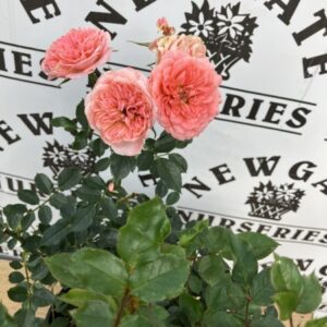 Rosa Karen Patio Rose