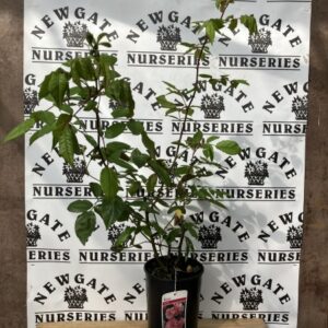 Rose Bush Cornelia