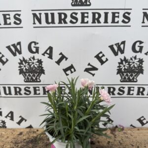 Dianthus Bowl Planters
