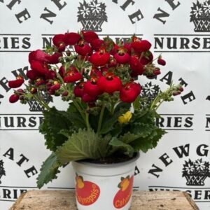Calceolaria Mix