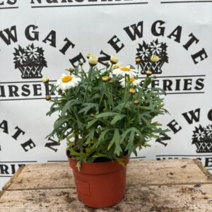 Margaurite Bush C1 mix