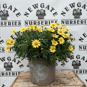 Marguerite Bush Simba Yellow