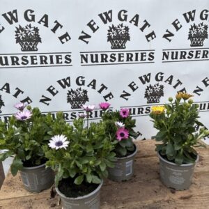 Osteospurmum 10cm Mix